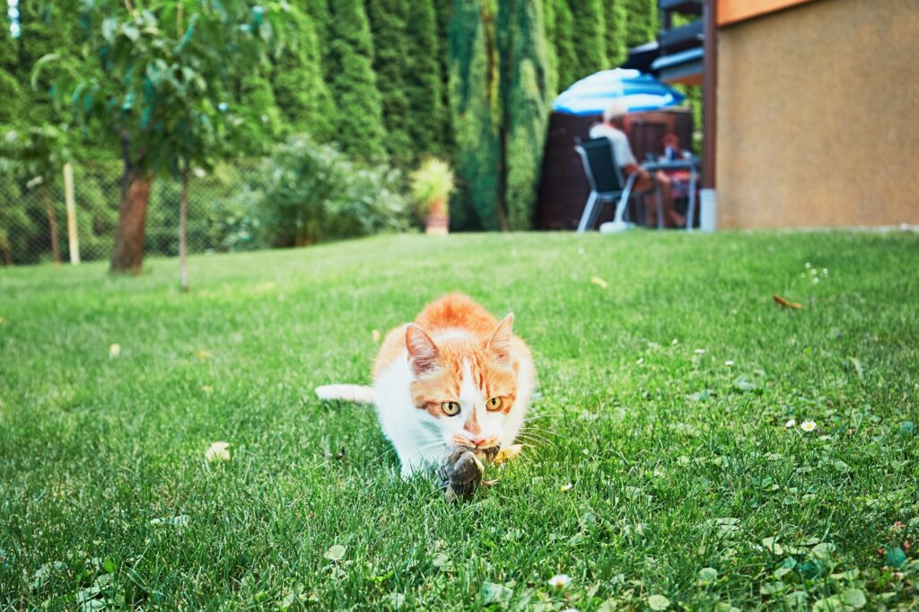 Ginger cat catch a bird on the garden of the family house.